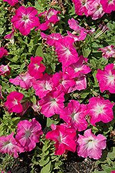 Limbo GP Rose Morn Petunia (Petunia 'Limbo GP Rose Morn') at A Very Successful Garden Center