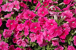 Pretty Flora Pink Petunia (Petunia 'Pretty Flora Pink') at A Very Successful Garden Center