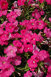 Mambo GP Pink Petunia (Petunia 'Mambo GP Pink') at Lakeshore Garden Centres
