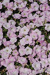 Trilogy Lavender Pink Petunia (Petunia 'Trilogy Lavender Pink') at A Very Successful Garden Center