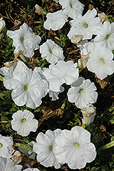 Trilogy White Petunia (Petunia 'Trilogy White') at Lakeshore Garden Centres