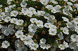 MiniFamous iGeneration White Calibrachoa (Calibrachoa 'MiniFamous iGeneration White') at Lakeshore Garden Centres