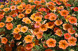 MiniFamous iGeneration Orange Calibrachoa (Calibrachoa 'MiniFamous iGeneration Orange') at A Very Successful Garden Center