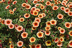 MiniFamous iGeneration Apricot Red Eye Calibrachoa (Calibrachoa 'MiniFamous iGeneration Apricot Red Eye') at A Very Successful Garden Center