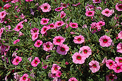 MiniFamous iGeneration Dark Pink Eye Calibrachoa (Calibrachoa 'MiniFamous iGeneration Dark Pink Eye') at A Very Successful Garden Center