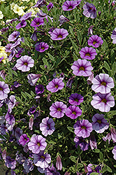 MiniFamous iGeneration Lavender Blue Calibrachoa (Calibrachoa 'MiniFamous iGeneration Lavender Blue') at A Very Successful Garden Center