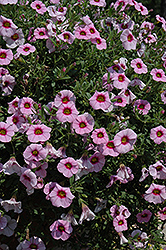 MiniFamous iGeneration Light Pink Eye Calibrachoa (Calibrachoa 'MiniFamous iGeneration Light Pink Eye') at A Very Successful Garden Center