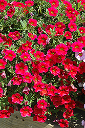 MiniFamous iGeneration Scarlet Calibrachoa (Calibrachoa 'MiniFamous iGeneration Scarlet') at Lakeshore Garden Centres