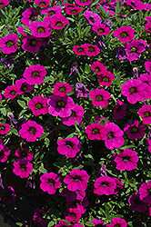 MiniFamous Purple Calibrachoa (Calibrachoa 'MiniFamous Purple') at A Very Successful Garden Center
