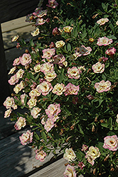 MiniFamous Double Rose Chai Calibrachoa (Calibrachoa 'MiniFamous Double Rose Chai') at Lakeshore Garden Centres