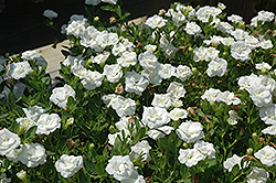 MiniFamous Double White Calibrachoa (Calibrachoa 'MiniFamous Double White') at Lakeshore Garden Centres