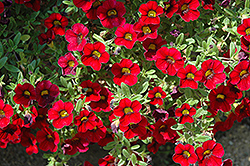 Lindura Red Calibrachoa (Calibrachoa 'Lindura Red') at Lakeshore Garden Centres