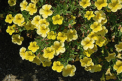 Lindura Yellow Calibrachoa (Calibrachoa 'Lindura Yellow') at Lakeshore Garden Centres