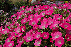 Surfinia Bouquet Hot Pink Petunia (Petunia 'Surfinia Bouquet Hot Pink') at A Very Successful Garden Center