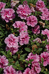 Double Wave Pink Petunia (Petunia 'Double Wave Pink') at Golden Acre Home & Garden