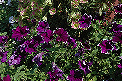 Fortunia Purple Picotee Petunia (Petunia 'Fortunia Purple Picotee') at Lakeshore Garden Centres