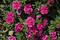 Double Wave Rose Petunia (Petunia 'Double Wave Rose') at A Very Successful Garden Center