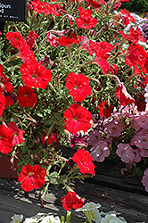 Sun Spun Red Petunia (Petunia 'Sun Spun Red') at A Very Successful Garden Center