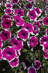 Ragtime Petunia (Petunia 'Ragtime') at A Very Successful Garden Center