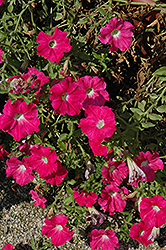 Cascadias Pink Petunia (Petunia 'Cascadias Pink') at A Very Successful Garden Center