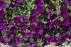 Charlie's Angels Charlie Petunia (Petunia 'Charlie's Angels Charlie') at A Very Successful Garden Center