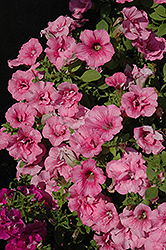 Glow Double Pink Petunia (Petunia 'Glow Double Pink') at A Very Successful Garden Center
