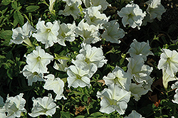 Glow Lime Petunia (Petunia 'Glow Lime') at A Very Successful Garden Center