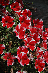 Peppy Red Petunia (Petunia 'Peppy Red') at A Very Successful Garden Center