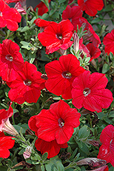 Surprise Red Petunia (Petunia 'Surprise Red') at A Very Successful Garden Center