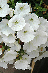 Surprise White Petunia (Petunia 'Surprise White') at Lakeshore Garden Centres