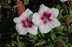 Glow White Red Vein Petunia (Petunia 'Glow White Red Vein') at A Very Successful Garden Center