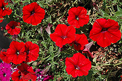 Glow Bright Red Petunia (Petunia 'Glow Bright Red') at A Very Successful Garden Center