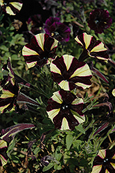 Littletunia Bicolor Black Petunia (Petunia 'Littletunia Bicolor Black') at A Very Successful Garden Center