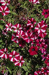 Littletunia Bicolor Illusion Petunia (Petunia 'Littletunia Bicolor Illusion') at Lakeshore Garden Centres
