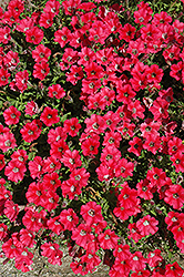 Littletunia Red Energy Petunia (Petunia 'Littletunia Red Energy') at Lakeshore Garden Centres