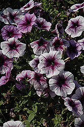 Purple Vein Ray Petunia (Petunia 'Purple Vein Ray') at A Very Successful Garden Center