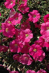 Pink Ray Petunia (Petunia 'Pink Ray') at A Very Successful Garden Center