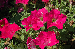Candy Pink Ray Petunia (Petunia 'Candy Pink Ray') at A Very Successful Garden Center