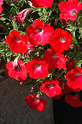 Red Ray Petunia (Petunia 'Red Ray') at A Very Successful Garden Center