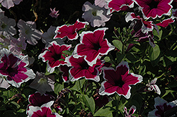 Rim Purple Ray Petunia (Petunia 'Rim Purple Ray') at A Very Successful Garden Center