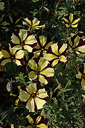 Sunflower Ray Petunia (Petunia 'Sunflower Ray') at Lakeshore Garden Centres