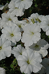 White Ray Petunia (Petunia 'White Ray') at A Very Successful Garden Center