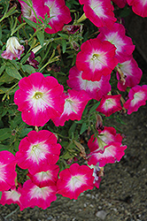 Cascadias Fantasy Hot Pink Petunia (Petunia 'Cascadias Fantasy Hot Pink') at A Very Successful Garden Center