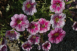 Great Marvel Violet Petunia (Petunia 'Great Marvel Violet') at A Very Successful Garden Center