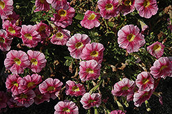 Great Marvel Pink Petunia (Petunia 'Great Marvel Pink') at A Very Successful Garden Center
