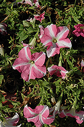 Novela Pink Star Petunia (Petunia 'Novela Pink Star') at A Very Successful Garden Center