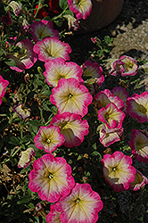 Fortunia Paradise Punch Petunia (Petunia 'Fortunia Paradise Punch') at A Very Successful Garden Center