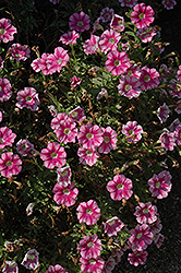 Marvel Beauty Cranberry Petunia (Petunia 'Marvel Beauty Cranberry') at A Very Successful Garden Center