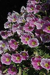 Marvel Beauty Blueberry Petunia (Petunia 'Marvel Beauty Blueberry') at A Very Successful Garden Center