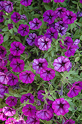 Littletunia Ultra Purple Petunia (Petunia 'Littletunia Ultra Purple') at A Very Successful Garden Center